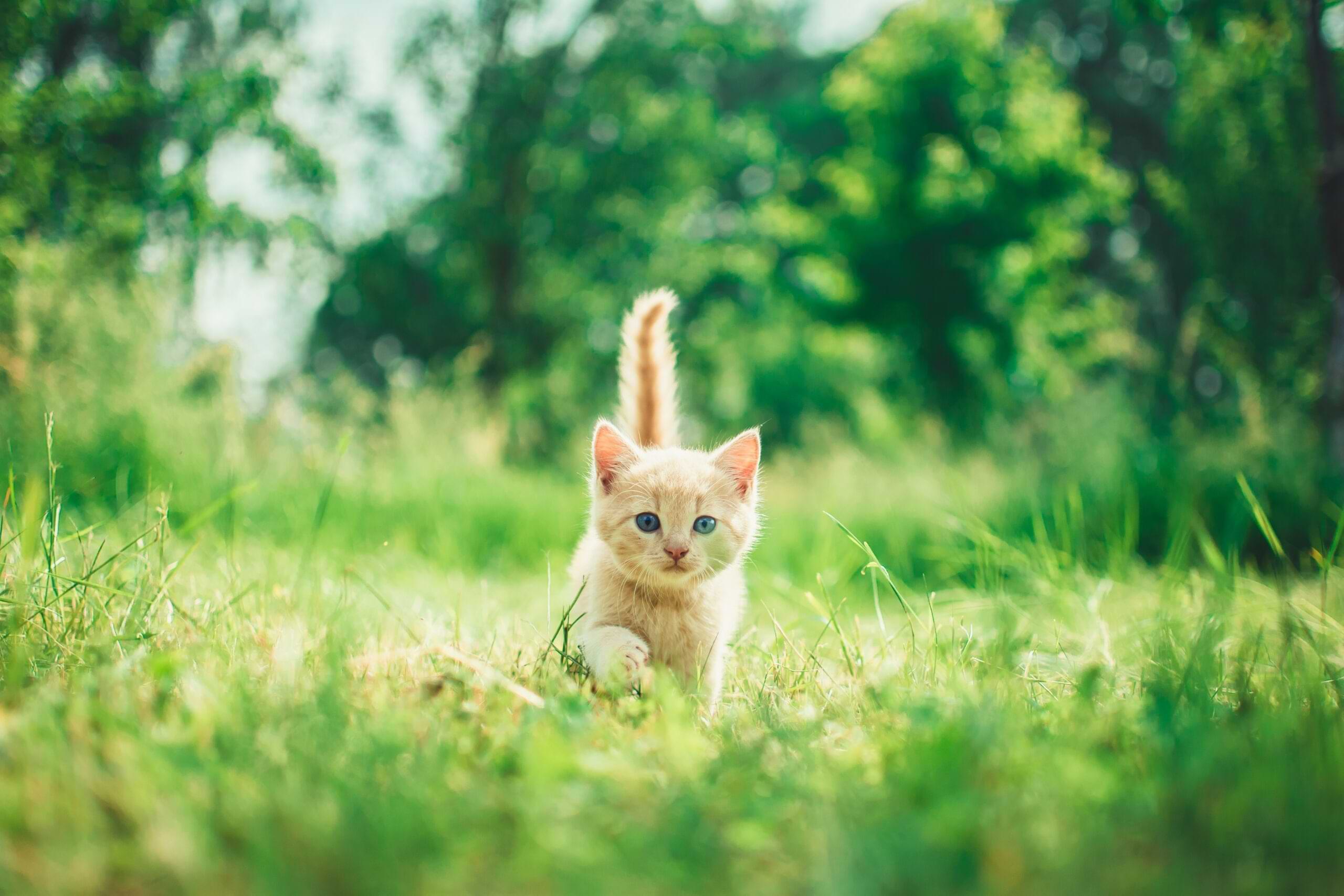 How Much Does A Cat Cost A Guide For New Pet Owners Fursure Blog